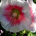 Althea Williams Photo 24