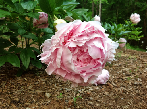 Patricia Yoder Photo 29