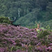 Heather Hill Photo 17