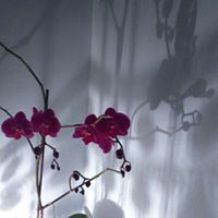 Susan Durrant Photo 14