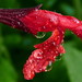 Ruby Beard Photo 14