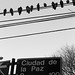 Guillermo Paz Photo 11