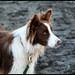 Susan Chestnut Photo 1