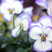 Sharon Love Photo 9