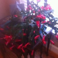 Mary Lynn Photo 27