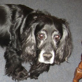 Shelley Cole Photo 31