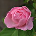Constance Bloom Photo 15
