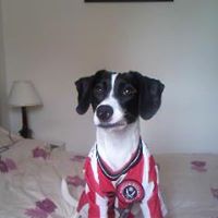 Jack Russell Photo 7