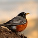 Robin Near Photo 2