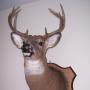 Gerald Strong Photo 15