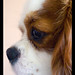 Charles Amico Photo 11