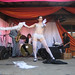 Nick Harmon Photo 23