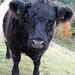 Andrew Galloway Photo 35