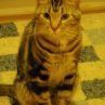 Todd Toole Photo 1