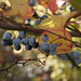 Sandy Berry Photo 24