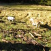 Nancy Forst Photo 10