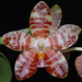 David Lim Photo 37