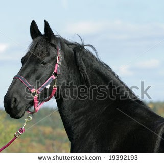 Sonia Rowley Photo 5