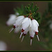Heather Weed Photo 16