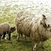 Edmund Lamb Photo 11