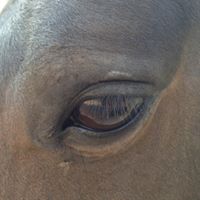 Debra Leavitt Photo 1