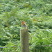 Glen Robins Photo 14