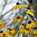 Susan Finch Photo 43