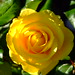 Rose Holland Photo 26