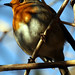 Robin Field Photo 26