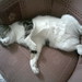 Lun Chai Photo 7
