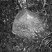 Marden Stone Photo 7