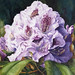 Julie Mcintyre Photo 16