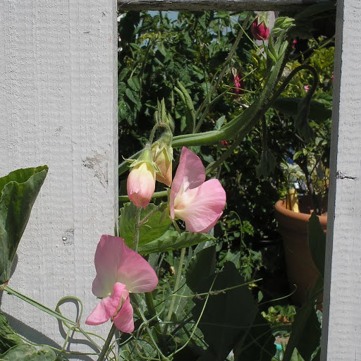 Julia Sauer Photo 16