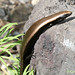 Lisa West Photo 13