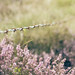Heather Weed Photo 12
