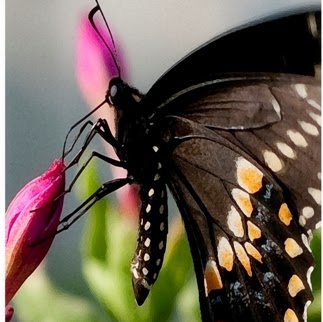 Deb Yoder Photo 16