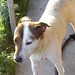 Brandy Foster Photo 41