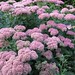 H Bloom Photo 4