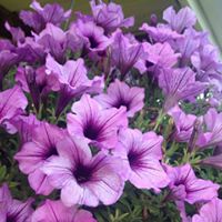 Mary Farris Photo 26