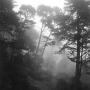 Daniel Pickering Photo 23