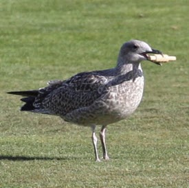 Steven Singleton Photo 35