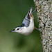 Marty White Photo 18