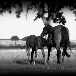 Susan Schuler Photo 20