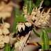 Rusty Bush Photo 12