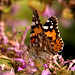 Cynthia South Photo 9