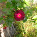 Debbie Purdy Photo 33