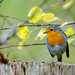 Robin Gabriel Photo 10