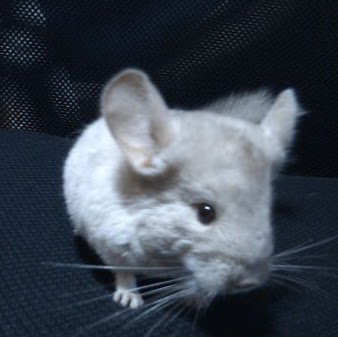 Zoe Prenoveau Photo 5