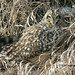 Dan Short Photo 13