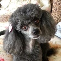 Debra Kent Photo 14